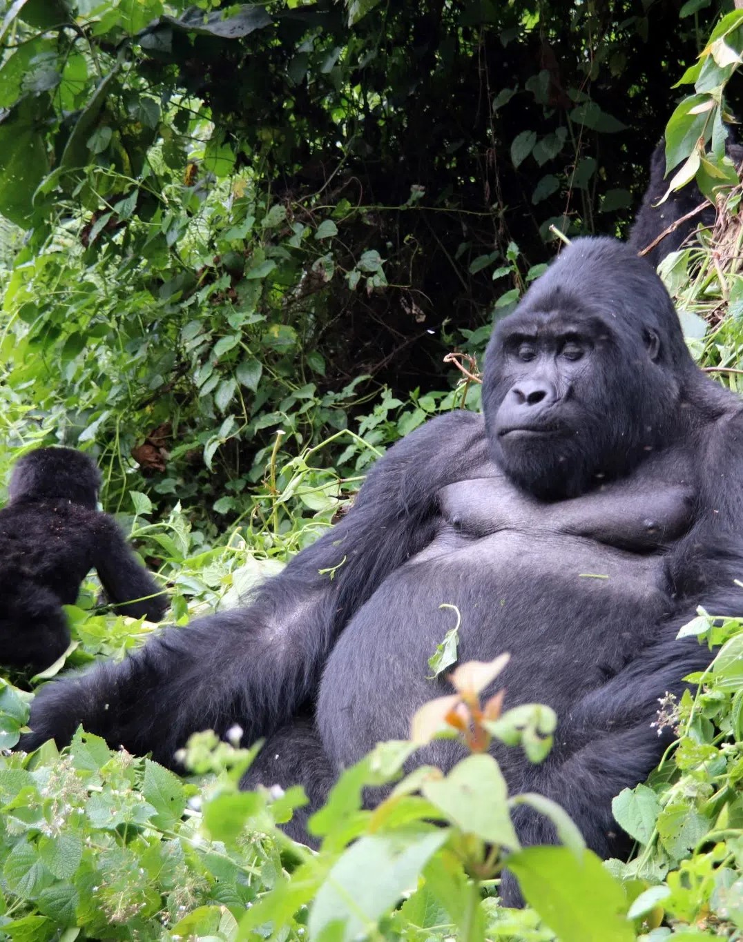 gorilla familes in uganda 2