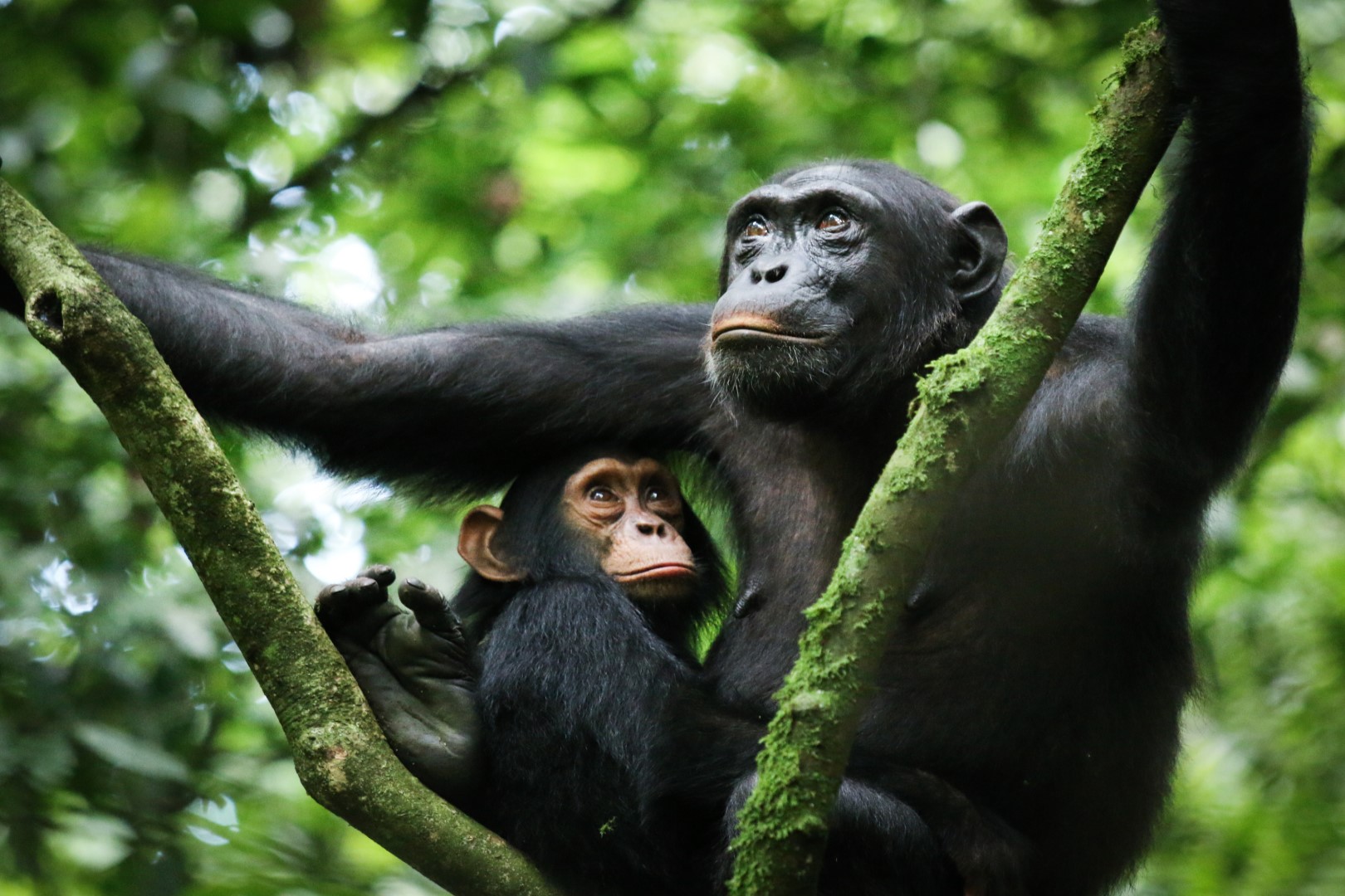 chimpanzee trekking kibale national park
