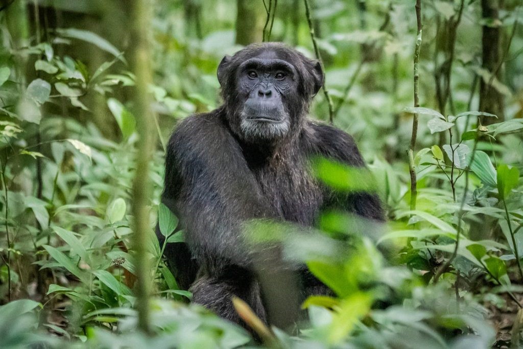 chimpanzee kibale