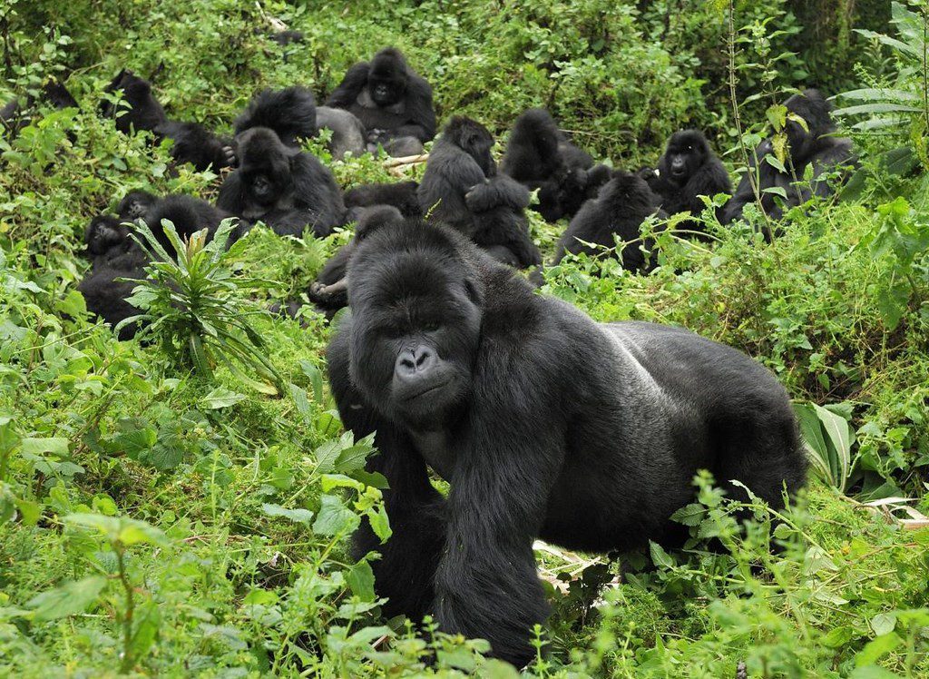 gorilla trekking bwindi national park