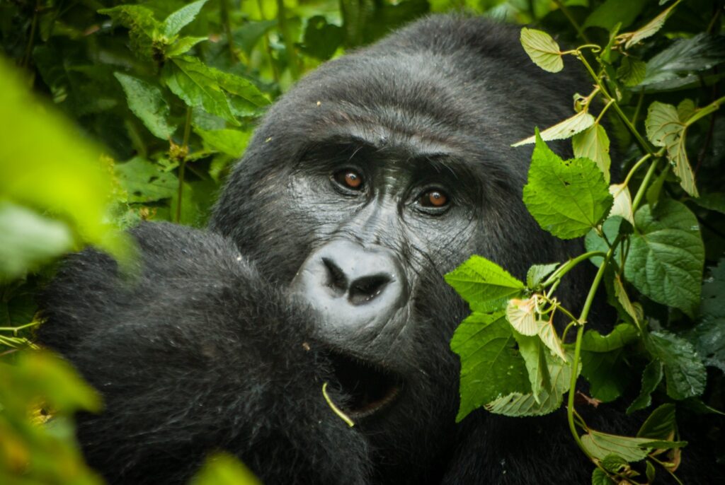 gorilla at bwindi national park