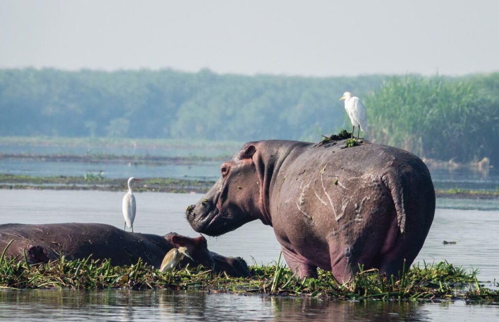 hippos murchison falls national park