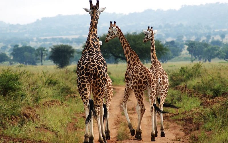 kidepo national park giraffe