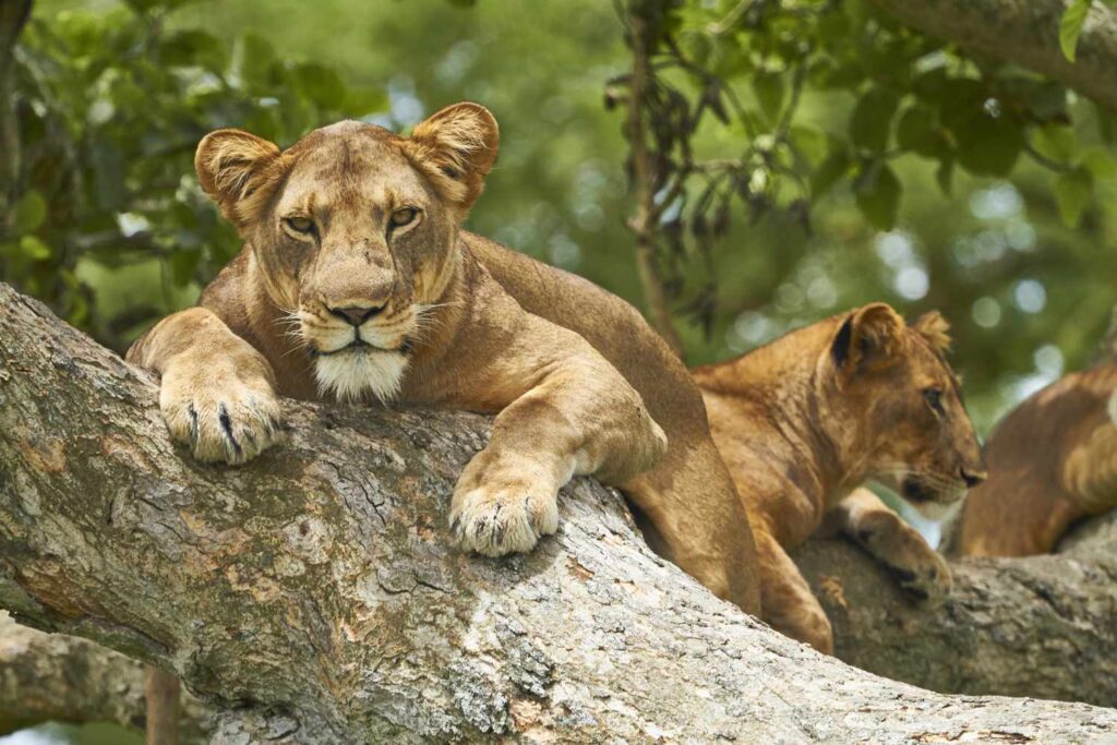 queen elizabeth national park lions