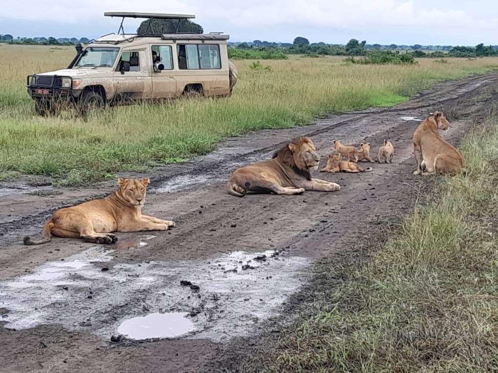 wild viewing queen elizabeth national park