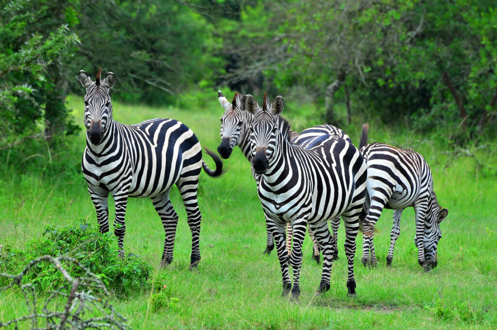 zebras lake mburo national park